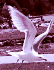 seagull.jpg (20927 bytes)